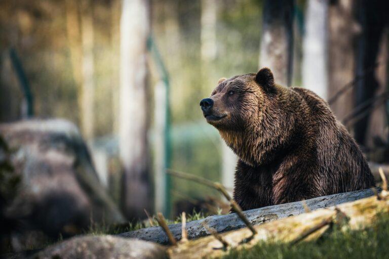 Meglio un uomo o un orso? Un dilemma che fa discutere